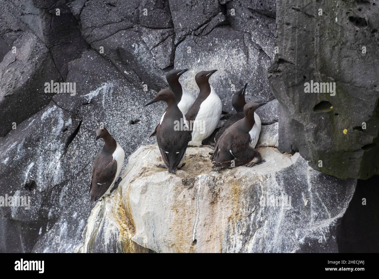 Islanda, Regione di Vesturland, Penisola di Snaefelsnes, vicino al Faro di Skalasnagi, guillemot comune (auria aalge) sulle scogliere Foto Stock