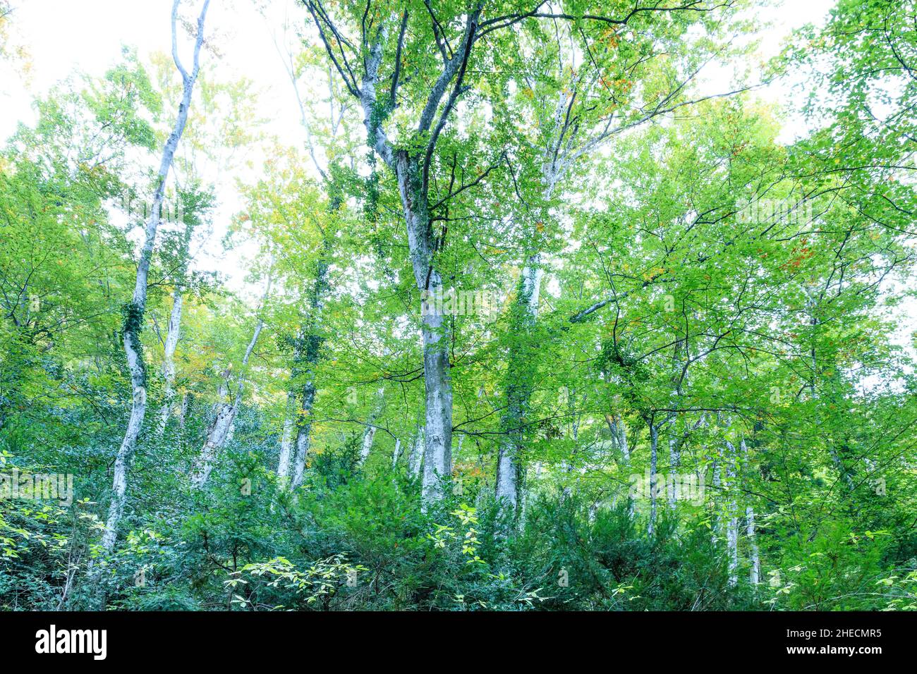Francia, Var, Parco Naturale Regionale di Sainte Baume, Massif de la Sainte Baume, legno di faggio relico sulla diapositiva nord del massiccio // Francia, Var (83), Parc Foto Stock