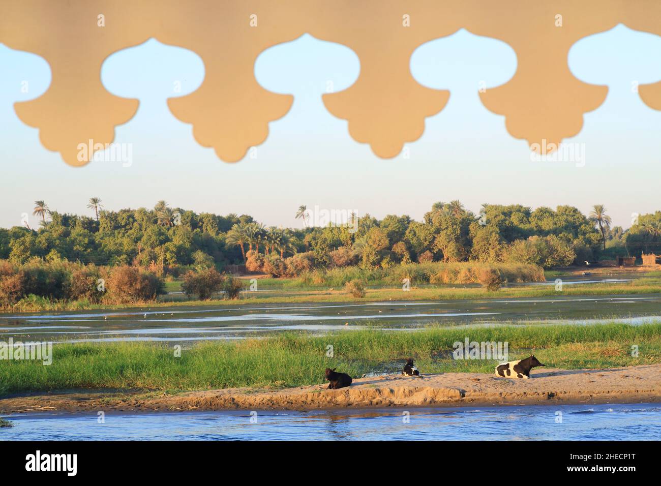 Egitto, Alto Egitto, valle del Nilo, dintorni di Kom Ombo, crociera tra Esna e Assuan da dahabieh Luxor, vista dal ponte superiore della barca sulle rive del Nilo con le sue mucche Foto Stock