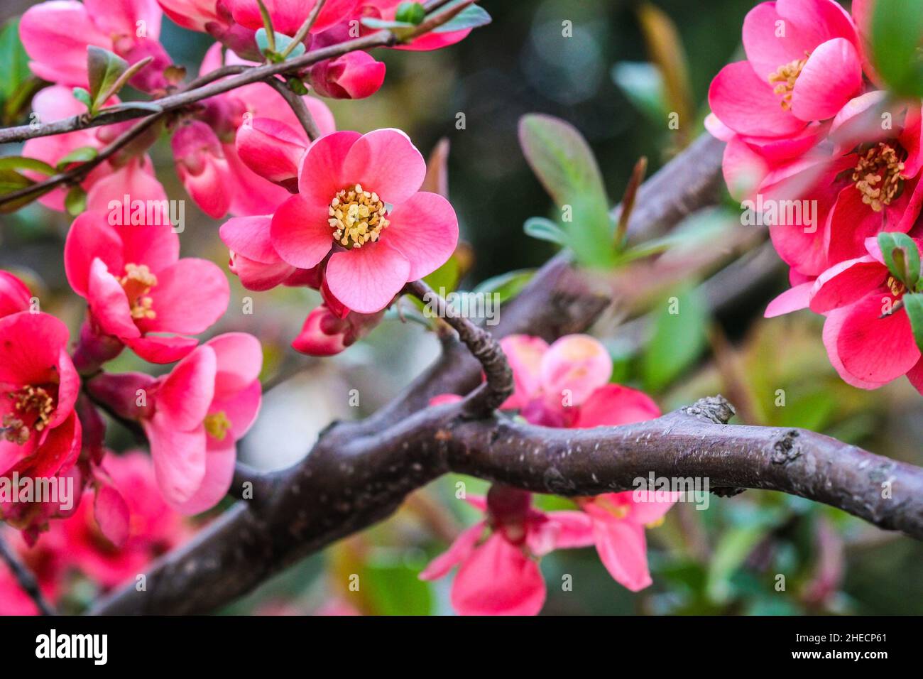 Ramo con fiori rossi di Quince giapponese (Chaenomeles japonica) in fiore nel mese di aprile Foto Stock