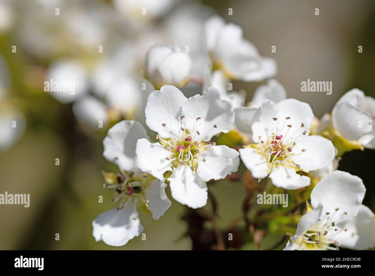 Bloosoms della pera di Nashi, Pyrus pirifolia, in un primo piano Foto Stock