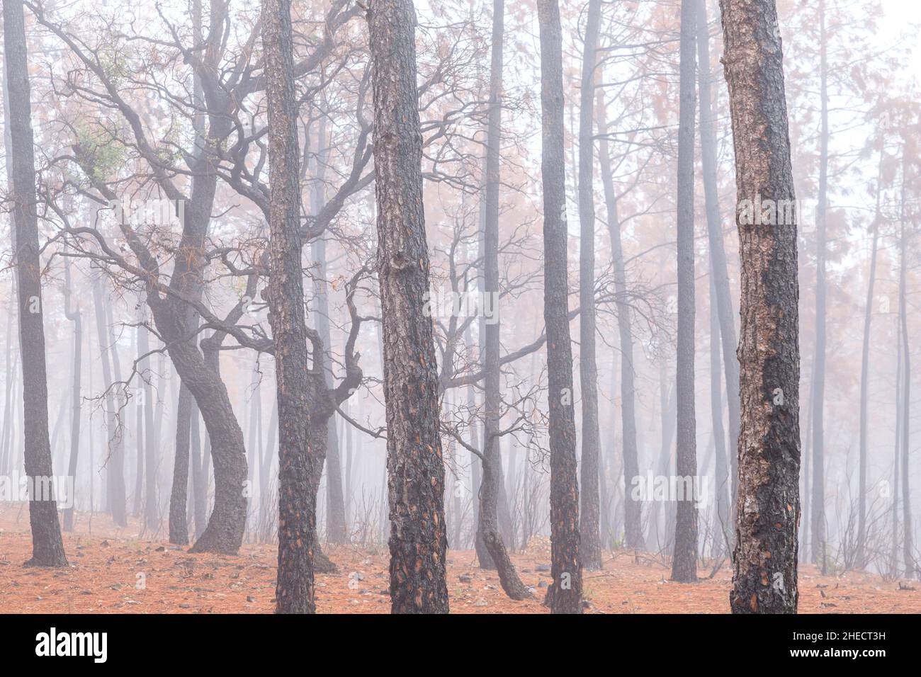 Francia, Var, le Cannet des Maures, riserva naturale nazionale de la plaine des Maures (Plaine des Maures National Natural Reserve), fuoco del mese Foto Stock