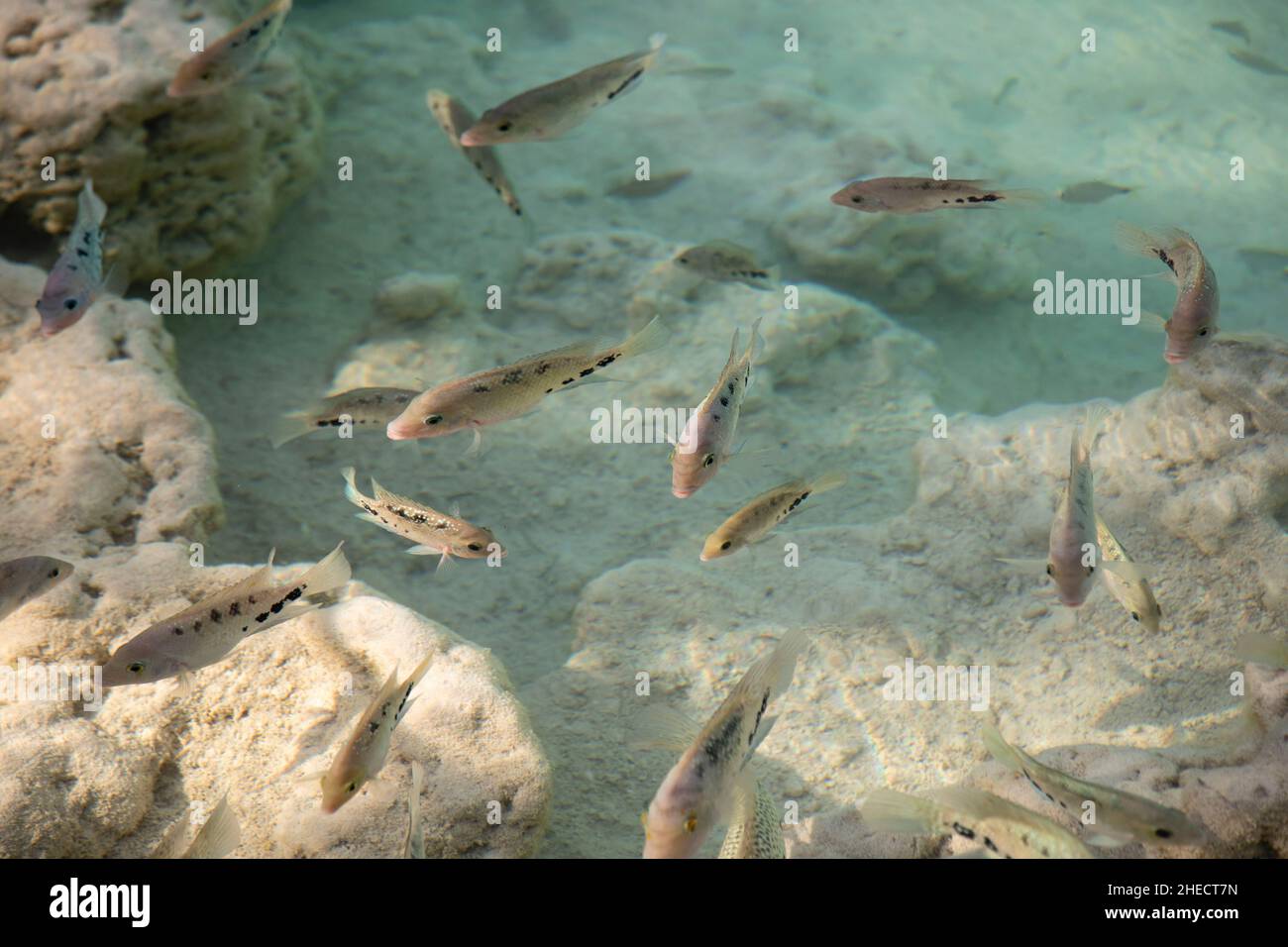 Messico, Quintana Roo, Bacalar, Los Rapidos, pesci d'acqua dolce in acque cristalline Foto Stock