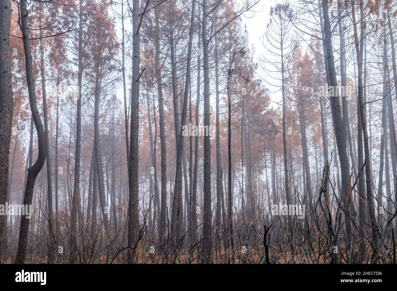 Francia, Var, le Cannet des Maures, riserva naturale nazionale de la plaine des Maures (Plaine des Maures National Natural Reserve), fuoco del mese Foto Stock