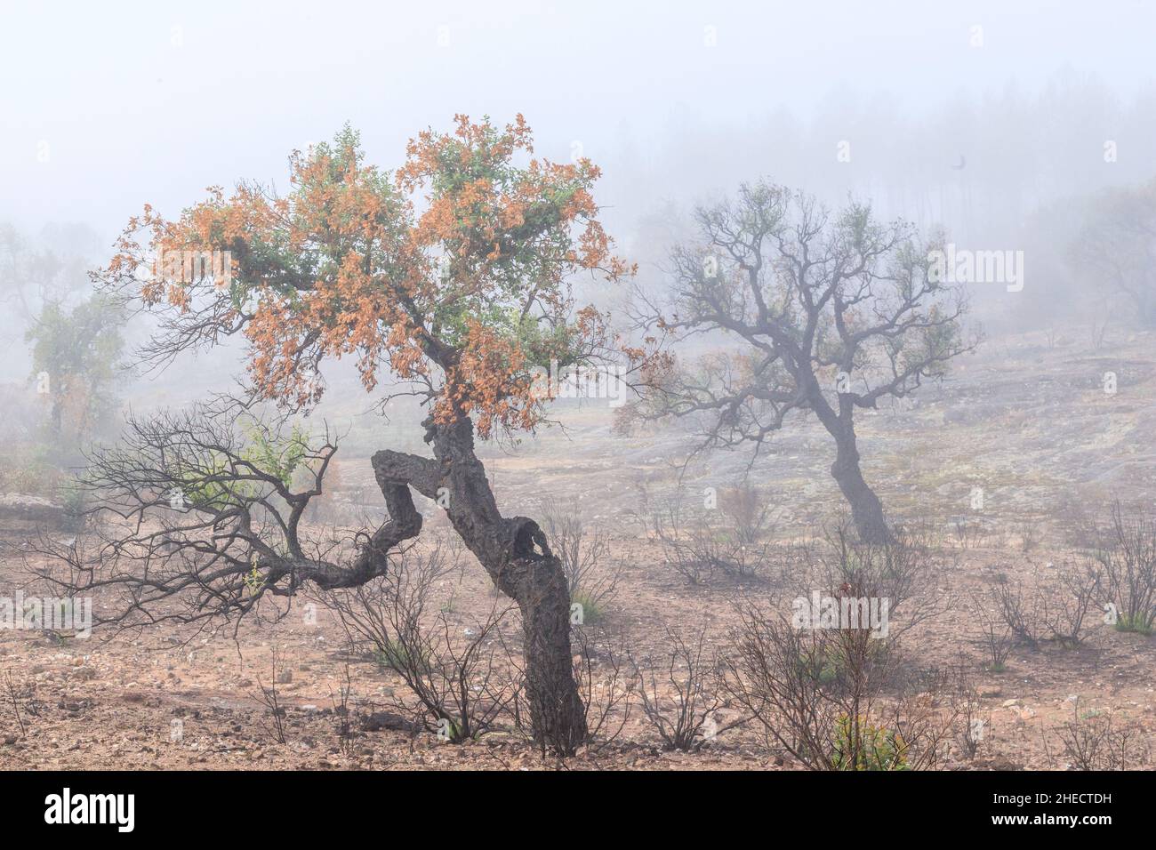 Francia, Var, le Cannet des Maures, riserva naturale nazionale de la plaine des Maures (Plaine des Maures National Natural Reserve), fuoco del mese Foto Stock