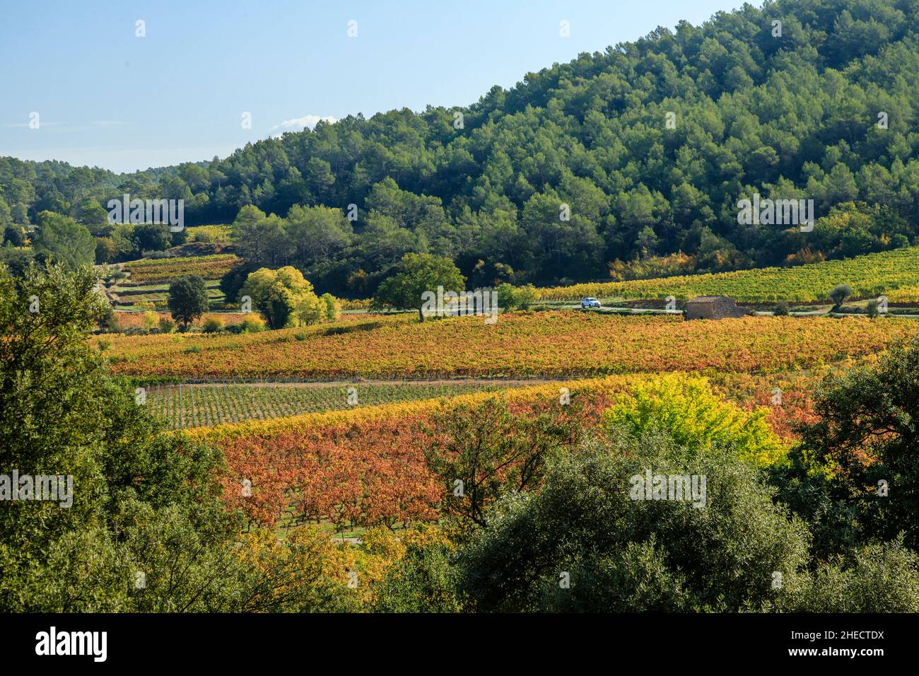 Francia, Var, le Thoronet, vigneto AOP Chateau Sainte Croix, denominazione Cotes de Provence // Francia, Var (83), le Thoronet, vignoble AOP Château Sain Foto Stock