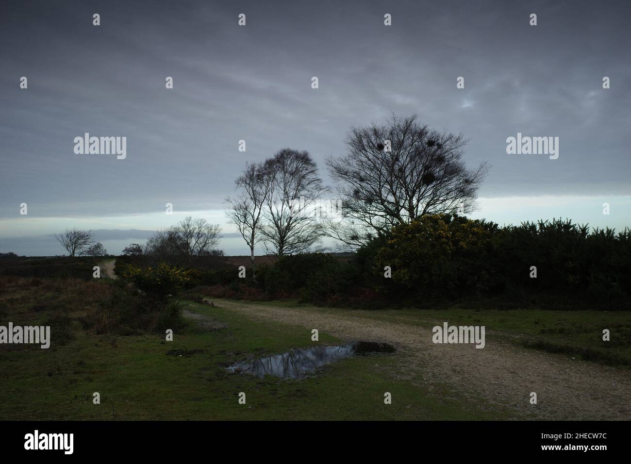 New Forest in Hampshire a Dusk Foto Stock