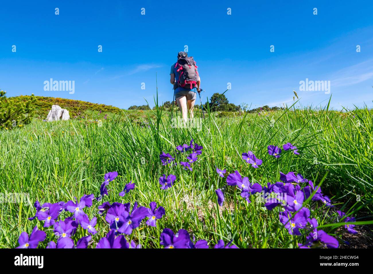 Francia, Ain, massiccio del Giura, parco naturale regionale, escursione fino alla cima del Reculet, Route des vallons fleuris entre le Reculet et le cret de la Neige, fleurs de pensee Foto Stock