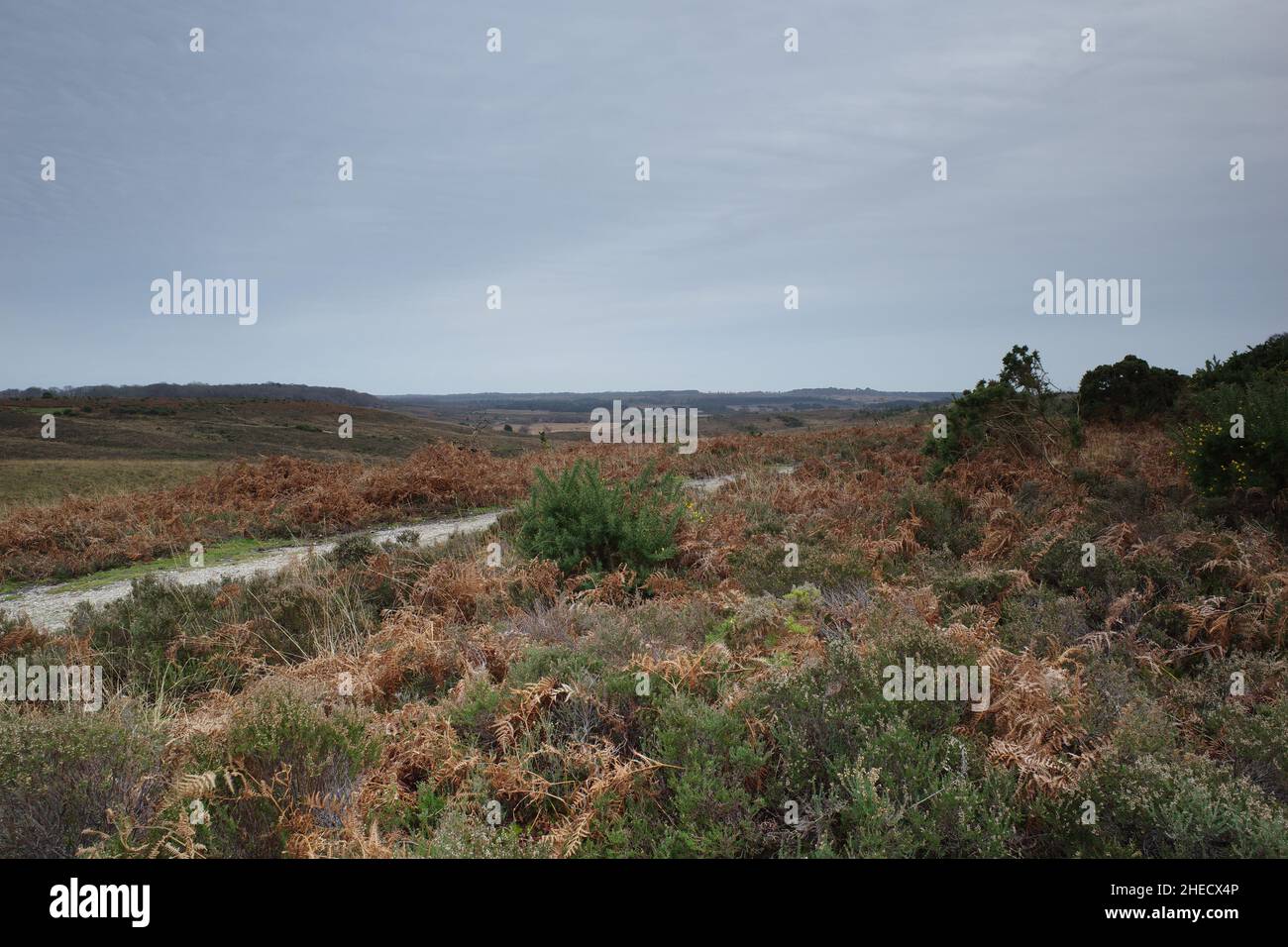 New Forest Hampshire Foto Stock