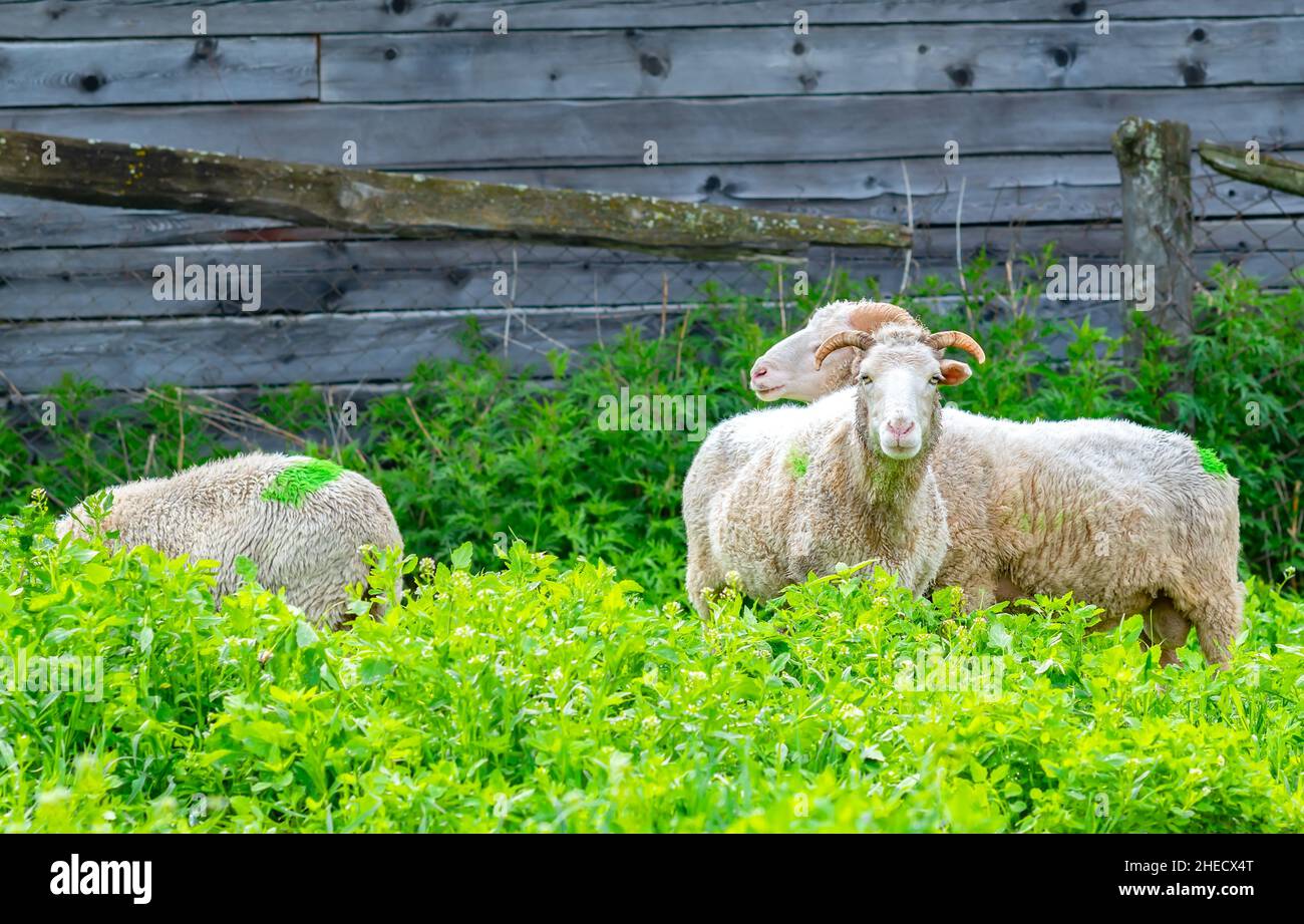 alcune pecore pascolare nell'alta erba verde accanto alla recinzione vicino al muro di un edificio del villaggio, un fienile Foto Stock