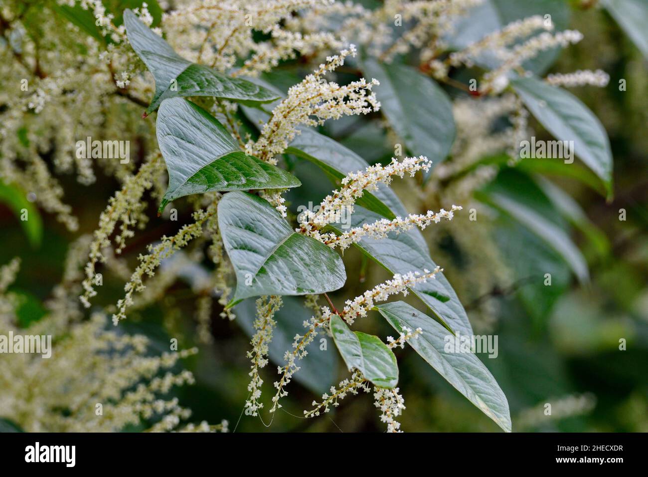 Francia, Doubs, Flora, alghe giapponesi (Polygonum cuspidatum), foglia Foto Stock