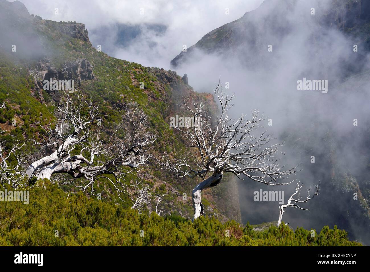 Portogallo, Isola di Madeira, Vereda do Areeiro escursione tra Pico Ruivo (1862m) e Pico Arieiro (1817m), foresta di erborie di alberi bruciata nel 2010 Foto Stock