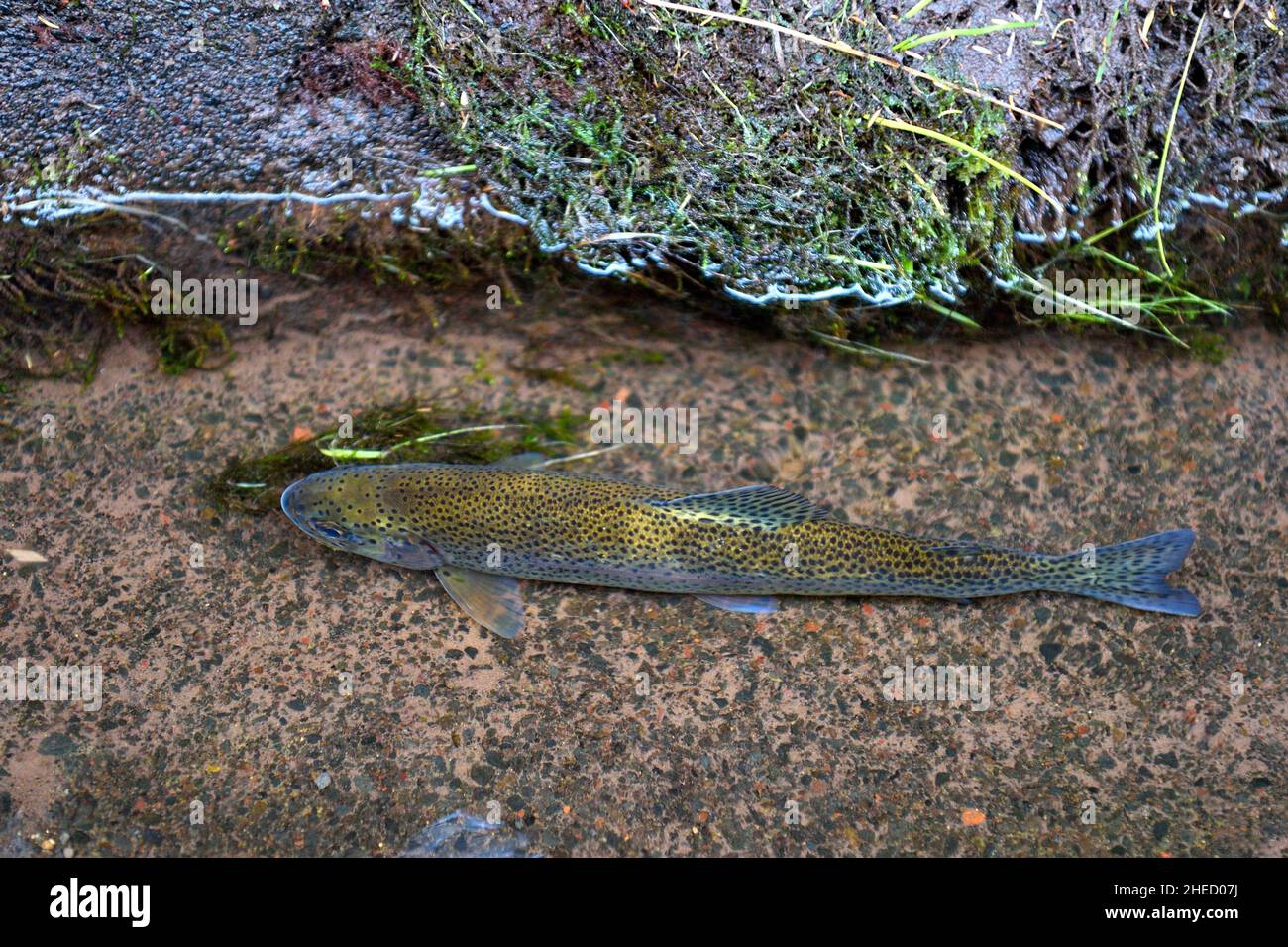 Portogallo, Isola di Madeira, escursione nella foresta di Raba?al dalla levada do Alecrim, trota arcobaleno sono stati introdotti nelle levadas nel 1950s Foto Stock