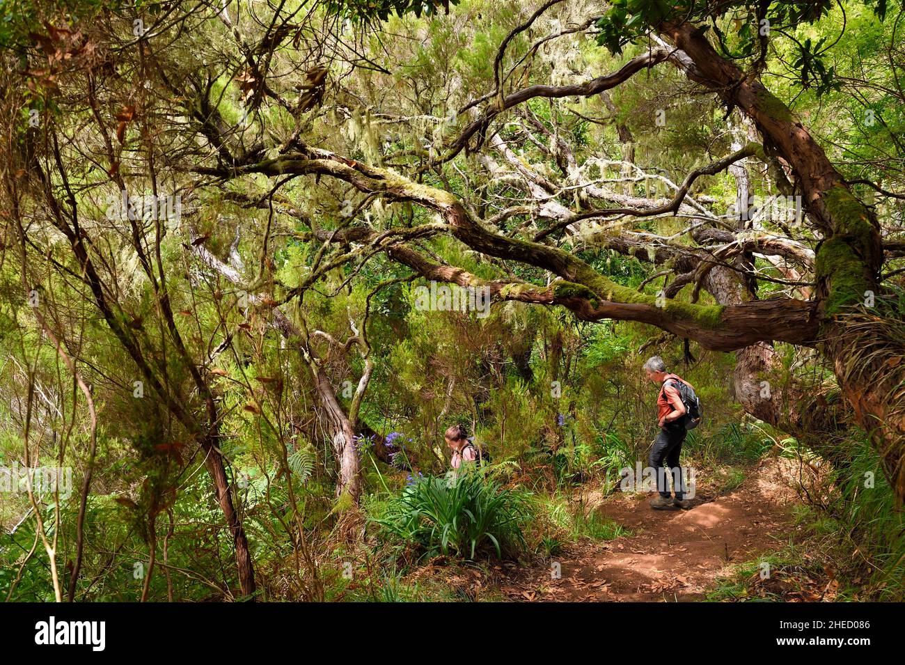 Portogallo, Isola di Madeira, escursione dalla levada do Alecrim nella foresta di Raba?al, la foresta Laurissilva classificato Patrimonio Mondiale dell'Umanità dall'UNESCO, l'unica vestigia della foresta primaria che ha coperto l'Europa meridionale milioni di anni fa, percorso sotto l'erica albero Foto Stock