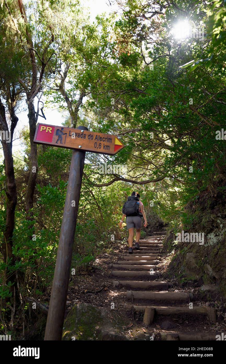 Portogallo, Isola di Madeira, escursione dalla levada do Alecrim nella foresta di Raba?al, la laurisilva, l'unica vestigia della foresta primaria che ha coperto l'Europa meridionale milioni di anni fa Foto Stock