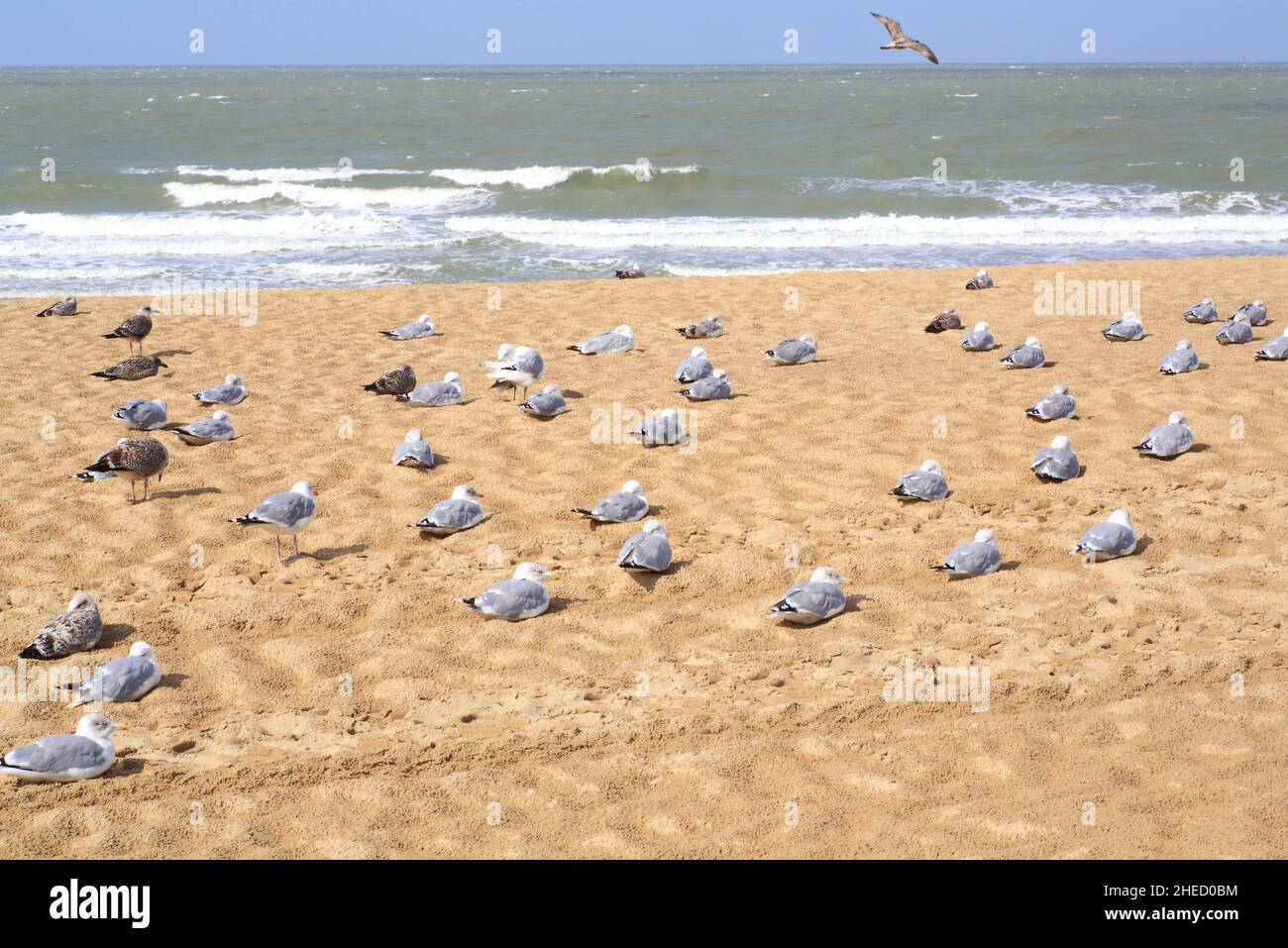 Belgio, Fiandre Occidentali, Knokke Heist, spiaggia sul Mare del Nord, gabbiani Foto Stock