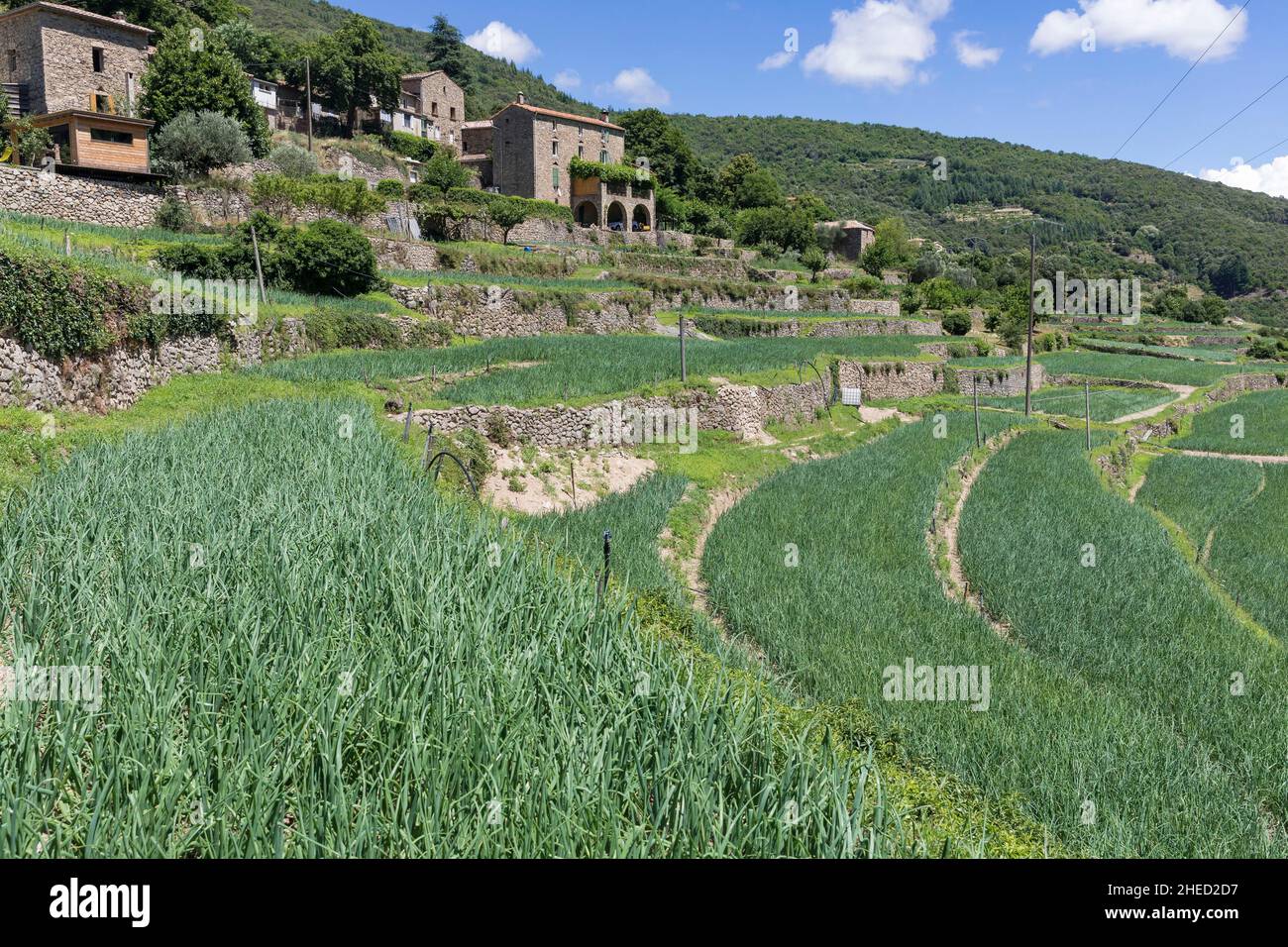 Francia, Gard, Taleyrac Foto Stock