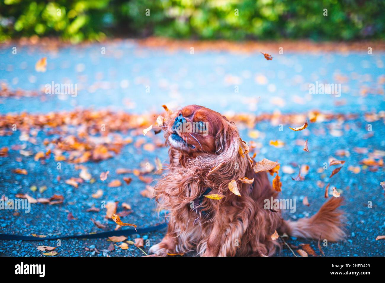 Cane marrone della razza Cavalier re Charles Spaniel, Hannover, bassa Sassonia, Germania Foto Stock