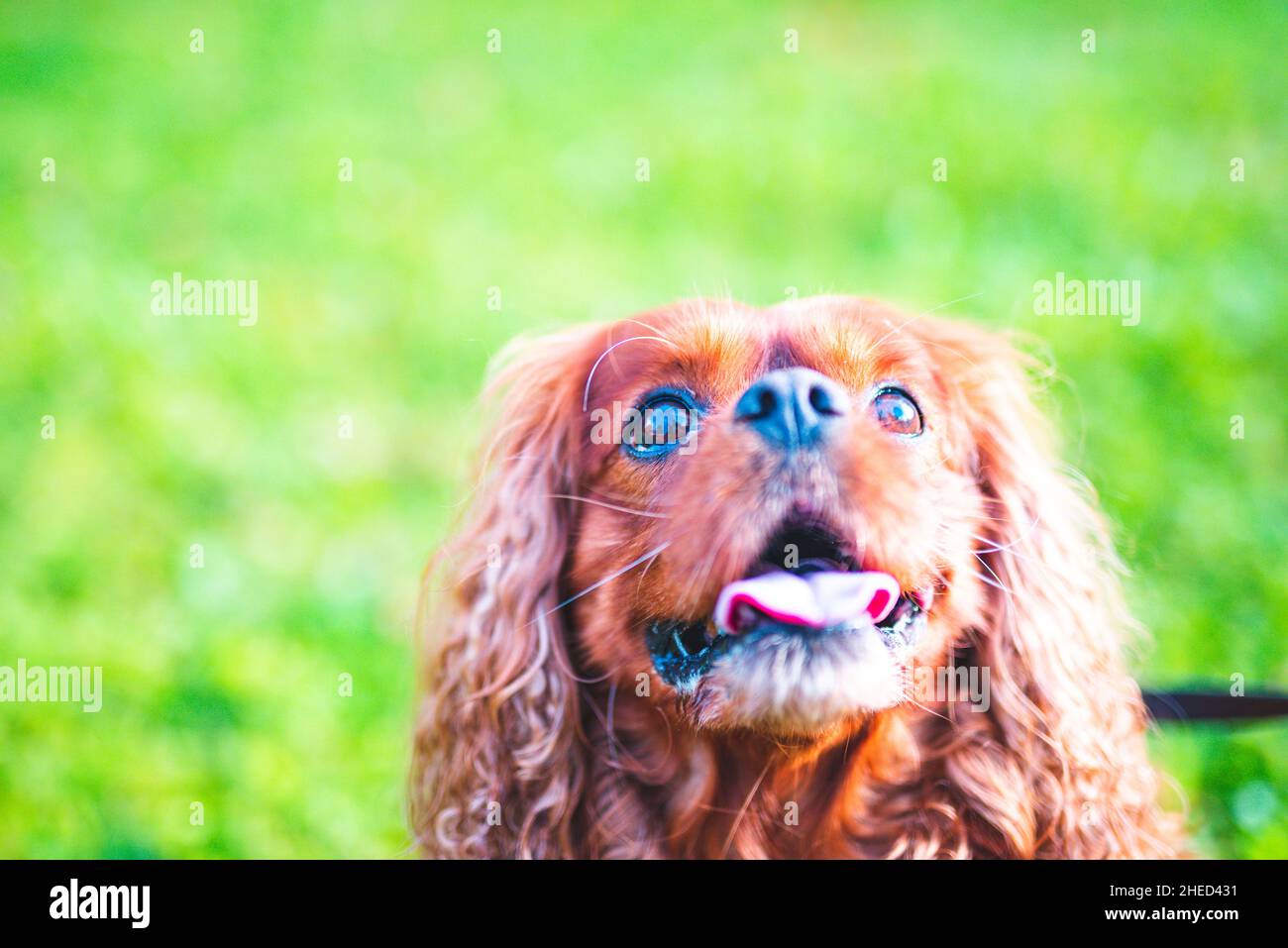 Cane marrone della razza Cavalier re Charles Spaniel, Hannover, bassa Sassonia, Germania Foto Stock