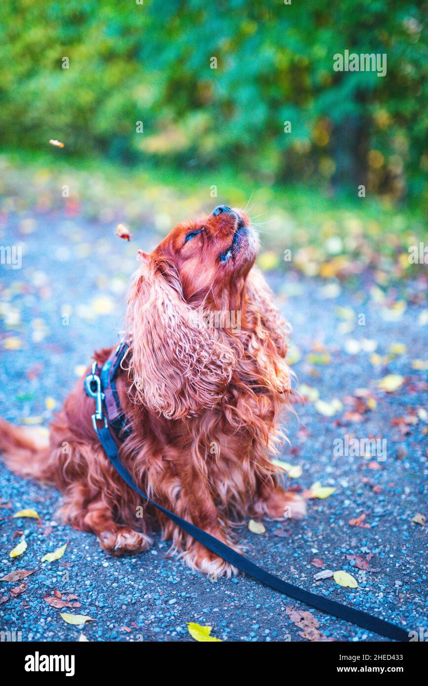 Cane marrone della razza Cavalier re Charles Spaniel, Hannover, bassa Sassonia, Germania Foto Stock
