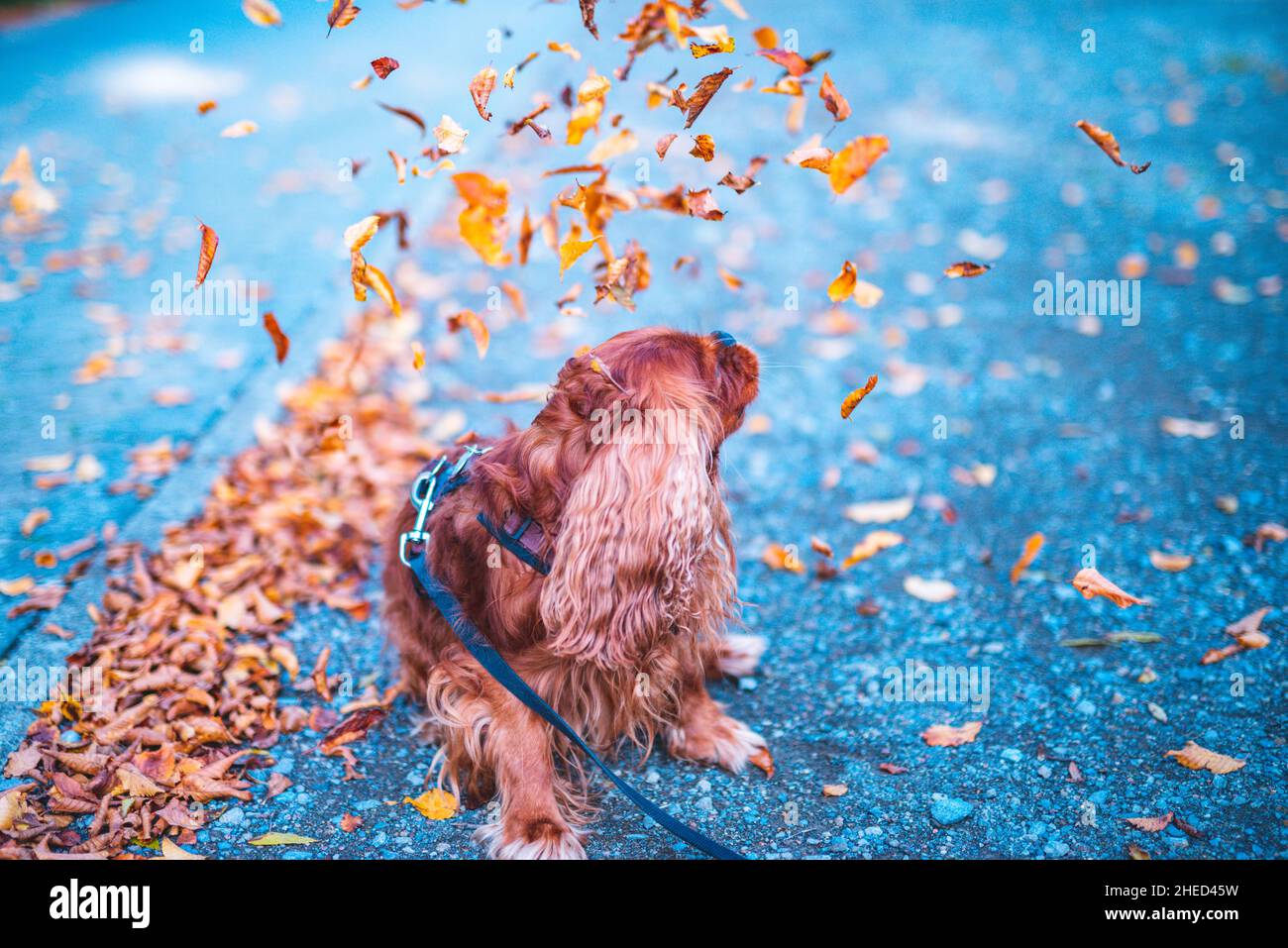 Cane marrone della razza Cavalier re Charles Spaniel, Hannover, bassa Sassonia, Germania Foto Stock