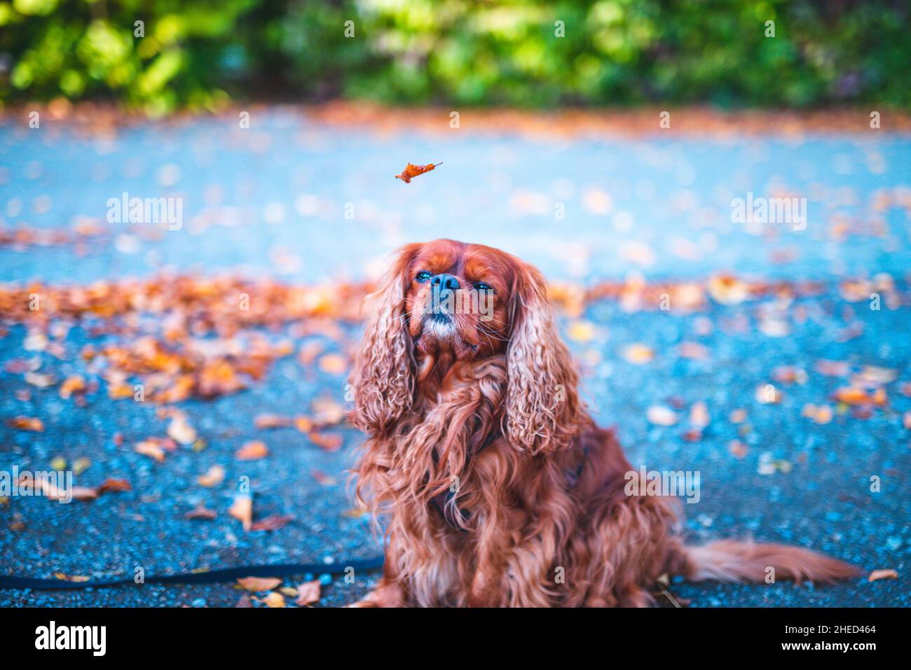 Cane marrone della razza Cavalier re Charles Spaniel, Hannover, bassa Sassonia, Germania Foto Stock