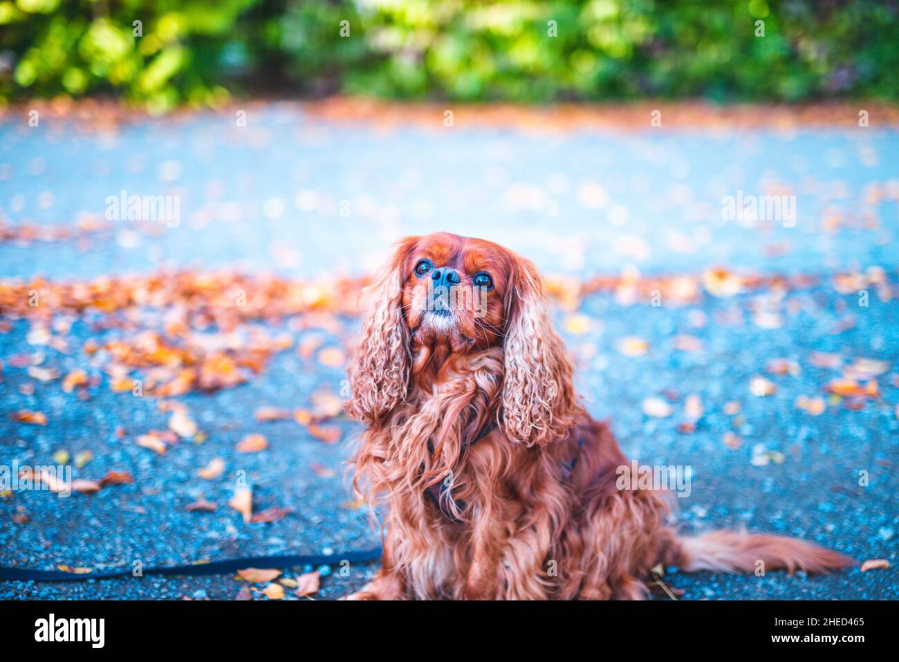 Cane marrone della razza Cavalier re Charles Spaniel, Hannover, bassa Sassonia, Germania Foto Stock