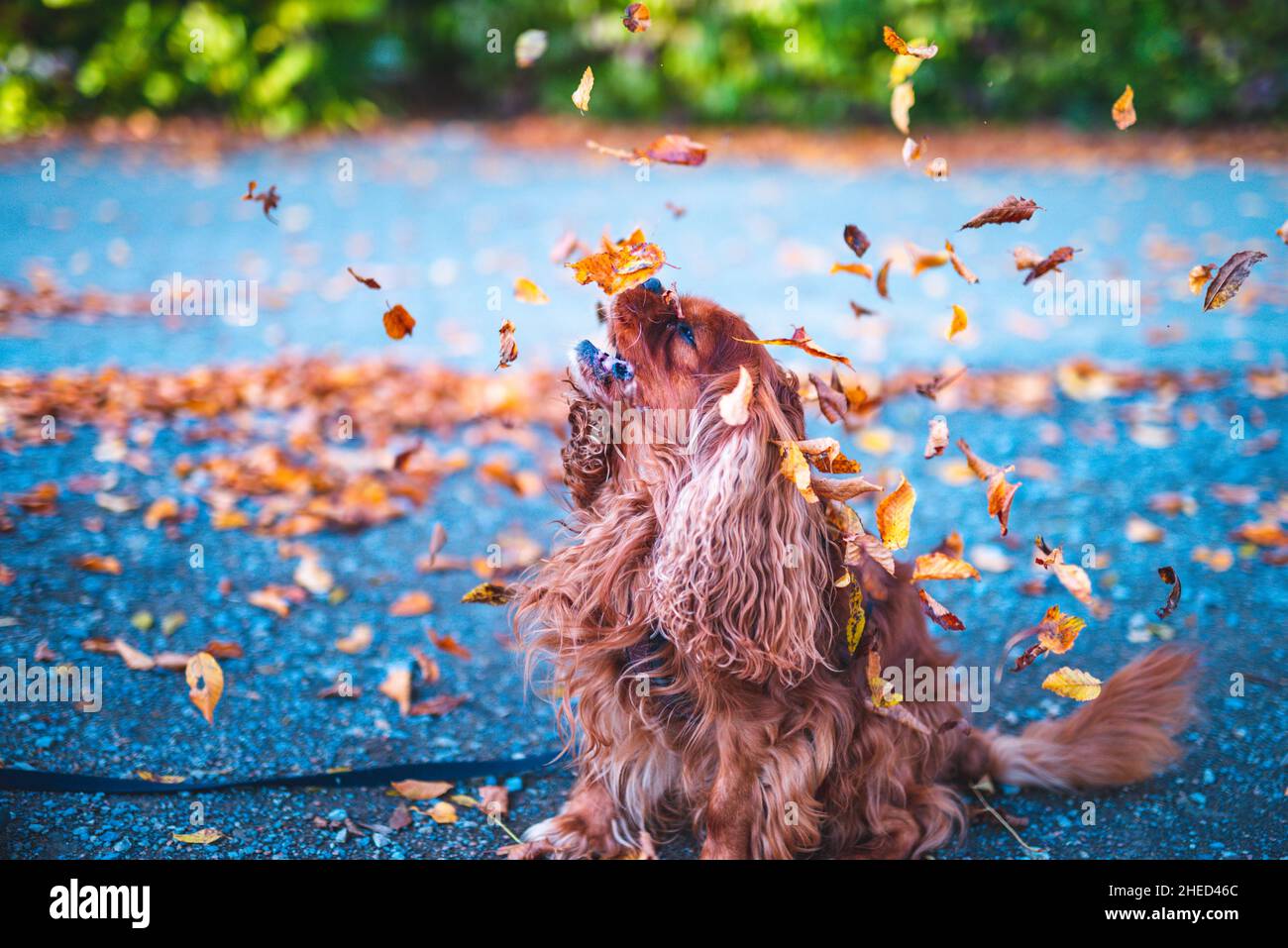 Cane marrone della razza Cavalier re Charles Spaniel, Hannover, bassa Sassonia, Germania Foto Stock