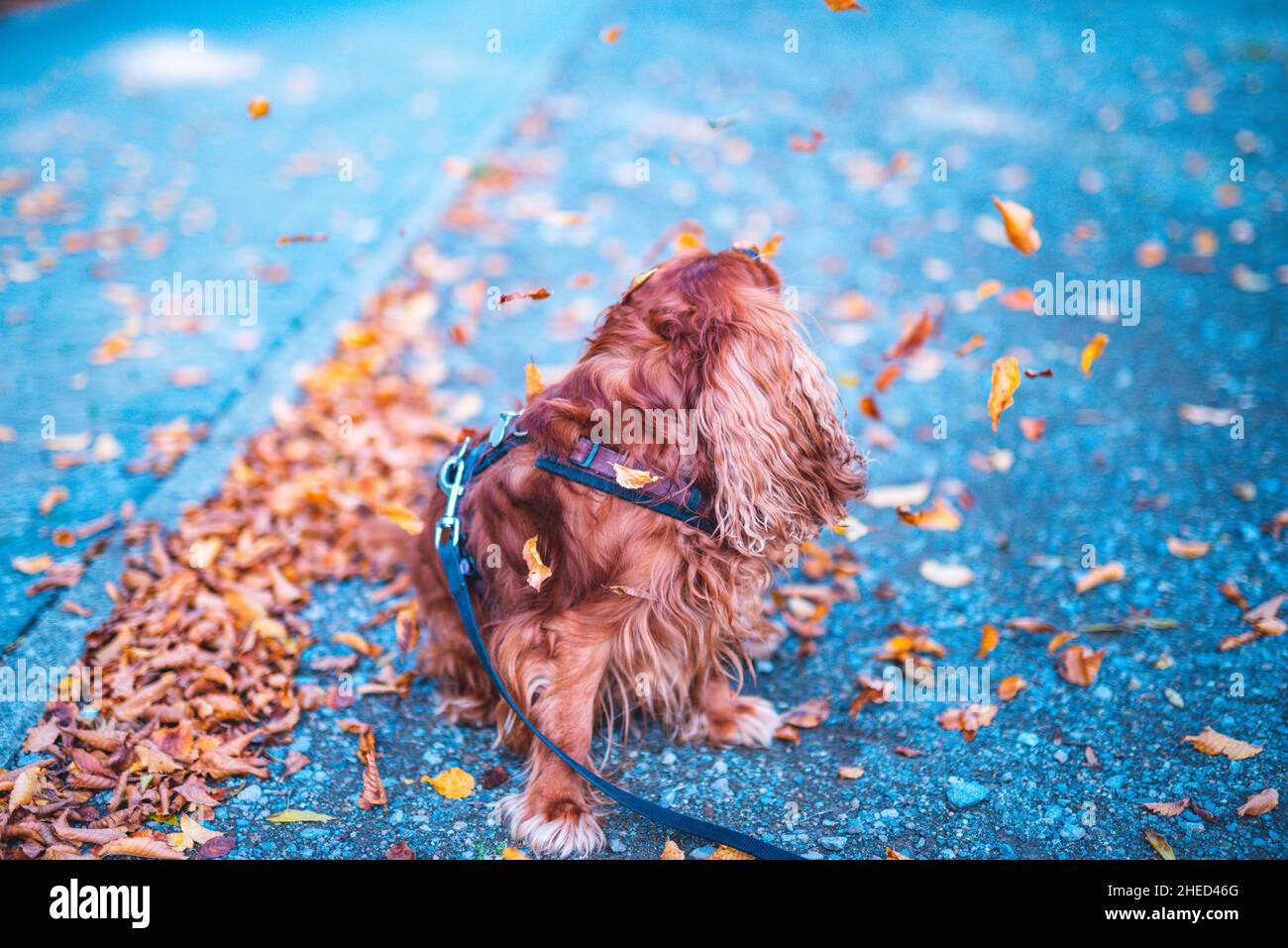 Cane marrone della razza Cavalier re Charles Spaniel, Hannover, bassa Sassonia, Germania Foto Stock