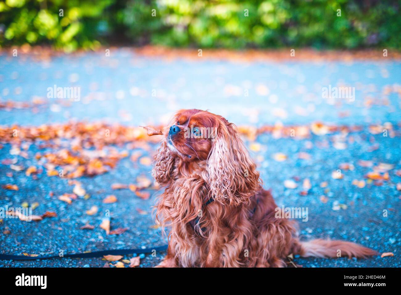 Cane marrone della razza Cavalier re Charles Spaniel, Hannover, bassa Sassonia, Germania Foto Stock
