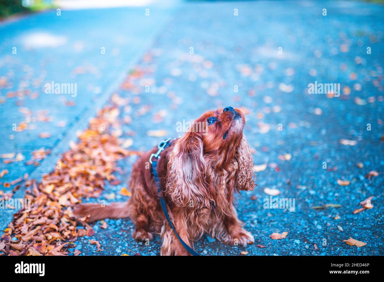 Cane marrone della razza Cavalier re Charles Spaniel, Hannover, bassa Sassonia, Germania Foto Stock