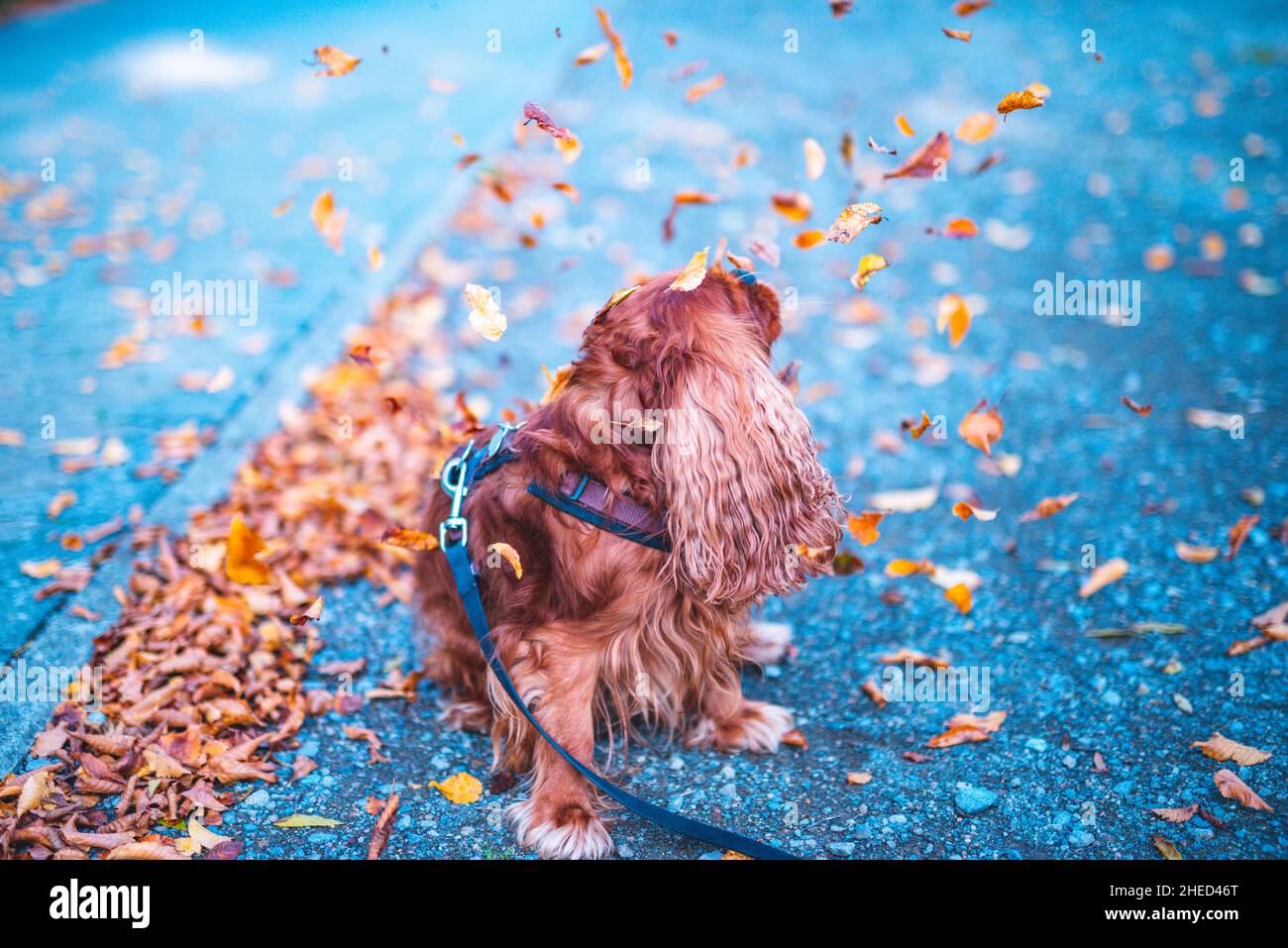 Cane marrone della razza Cavalier re Charles Spaniel, Hannover, bassa Sassonia, Germania Foto Stock