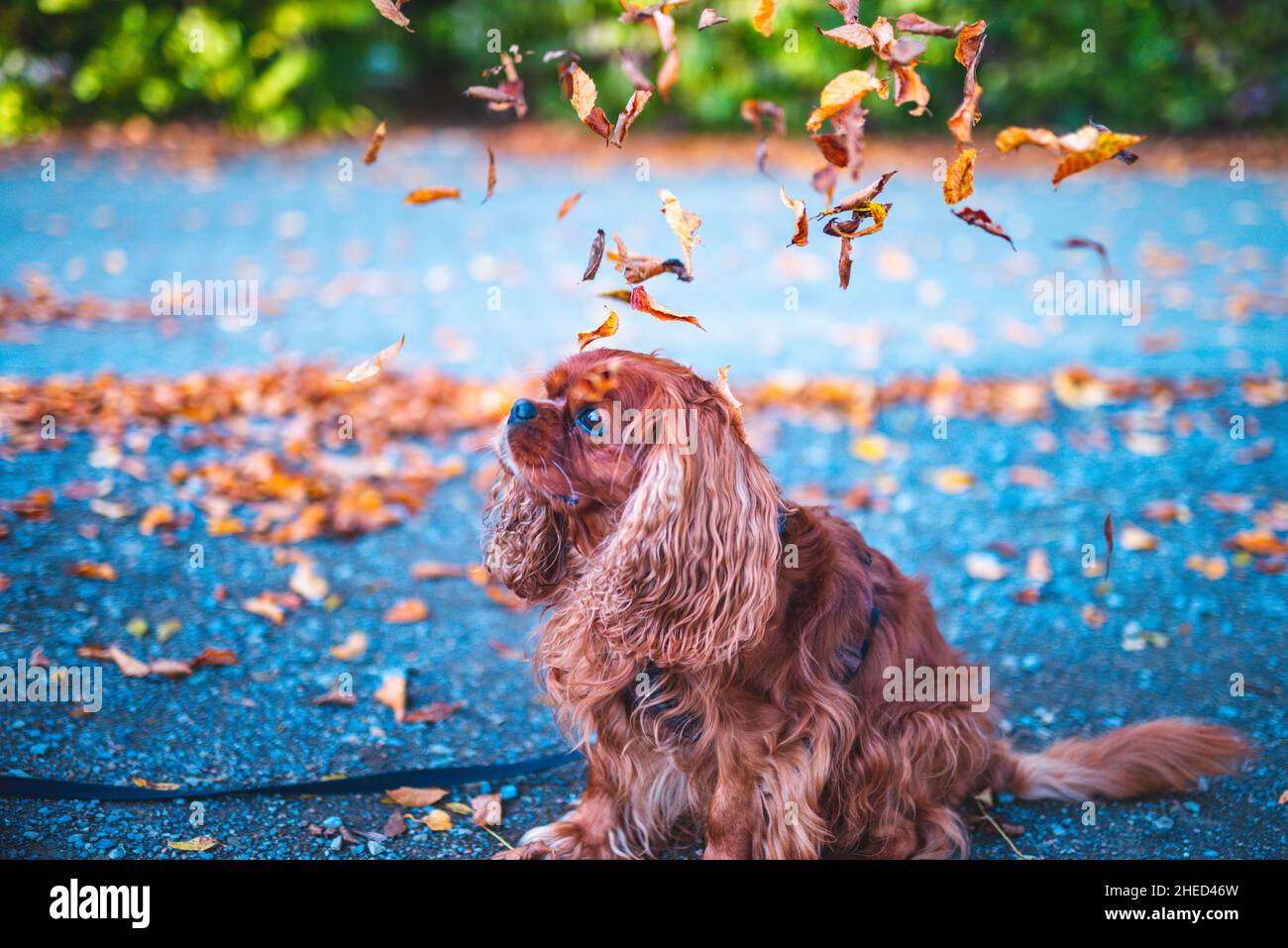 Cane marrone della razza Cavalier re Charles Spaniel, Hannover, bassa Sassonia, Germania Foto Stock