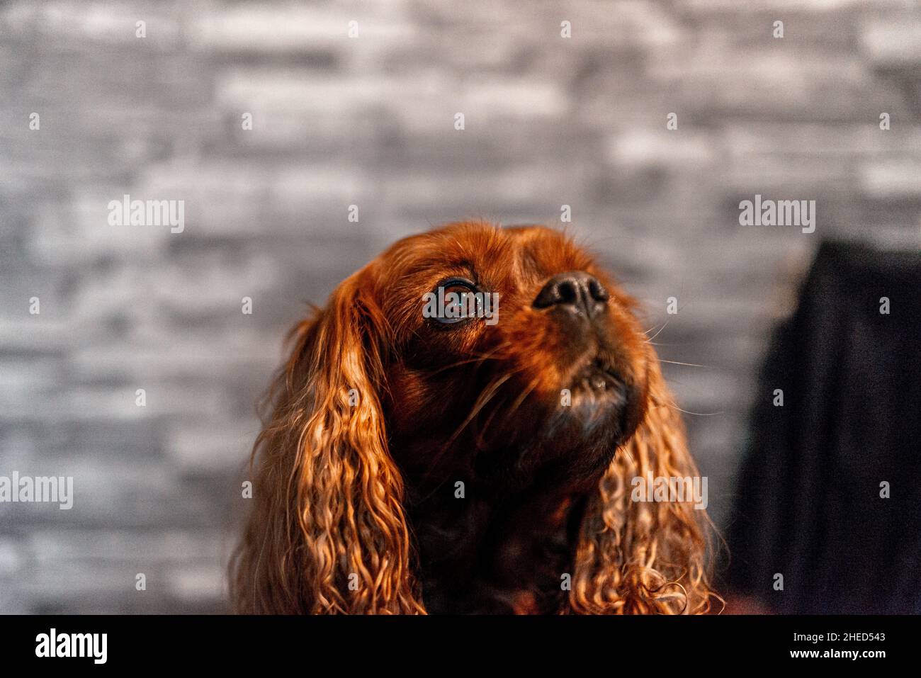 Cane marrone della razza Cavalier re Charles Spaniel, Hannover, bassa Sassonia, Germania Foto Stock