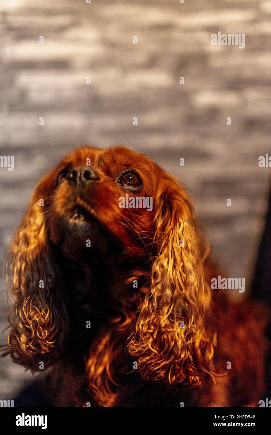 Cane marrone della razza Cavalier re Charles Spaniel, Hannover, bassa Sassonia, Germania Foto Stock