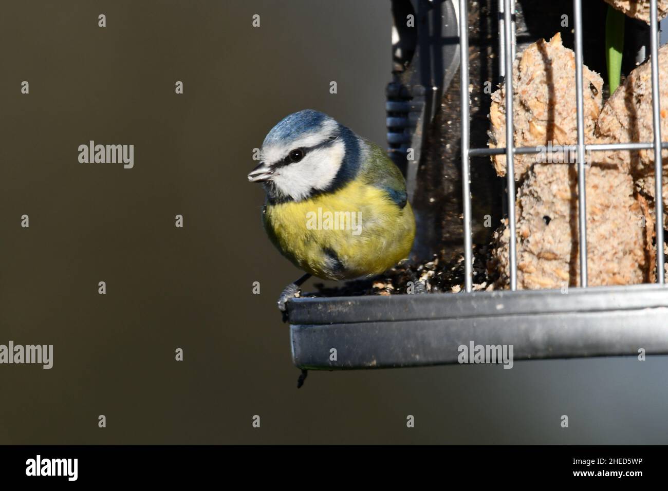 Un bluetit un tit blu eurasiatico, Cyanistes caeruleus, ordine di passerine, alimentazione su arachidi e palle grasse da un alimentatore di uccelli appeso Foto Stock