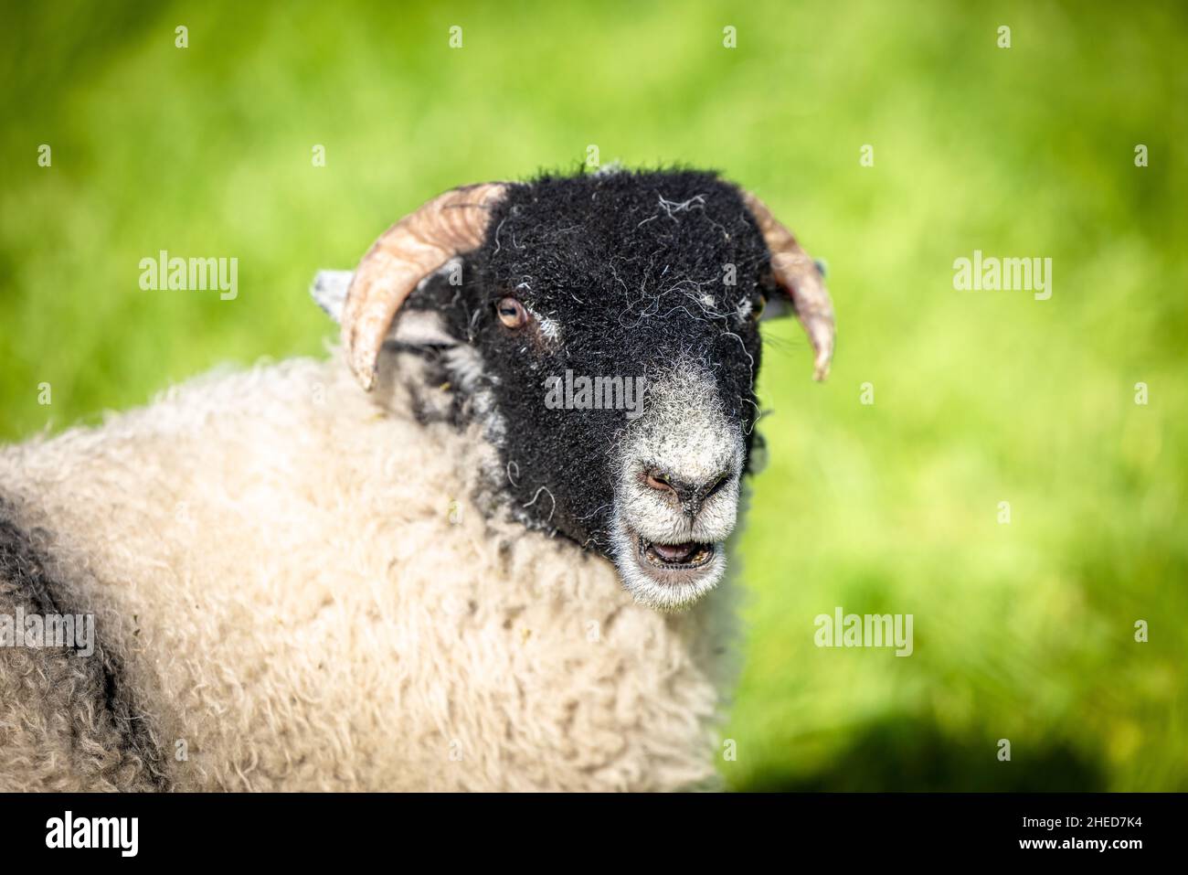 Pecora in un campo in un giorno di primavera Foto Stock