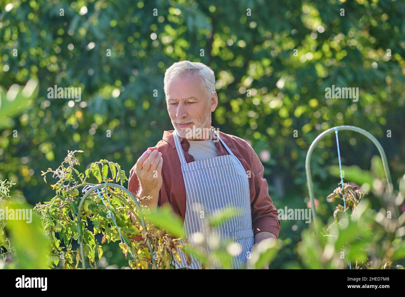Uomo maturo in camicia borgogna in serra Foto Stock