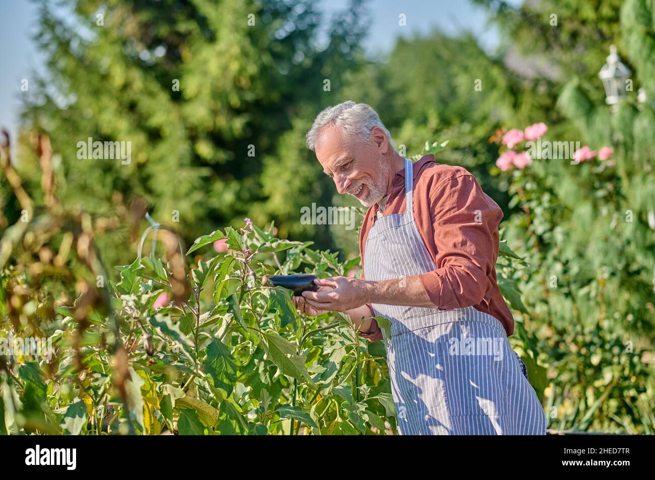 Uomo maturo in camicia borgogna in serra Foto Stock