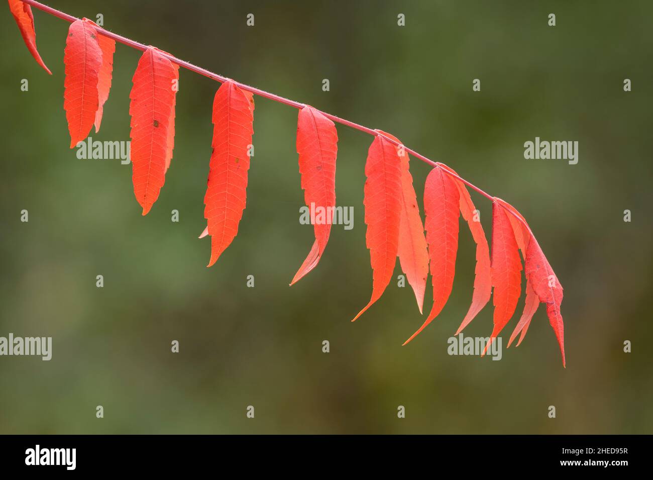 Sumac foglie di albero in autunno colore, Chiricahua Montagne, Coronado National Forest, Arizona. Foto Stock