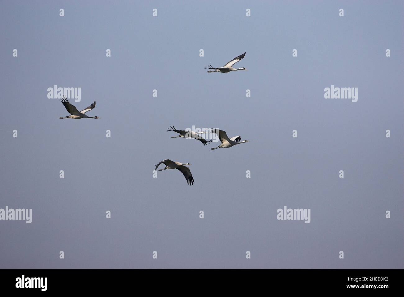 Gru comune grus grus gruppo in volo sopra il Hortobagy Parco nazionale di Ungheria Foto Stock