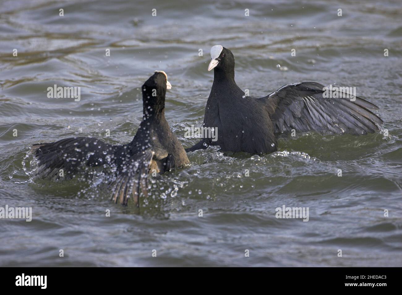 Eurasian coot fulica atra combattimenti Radipole Lake RSPB riserva naturale Dorset Inghilterra Foto Stock