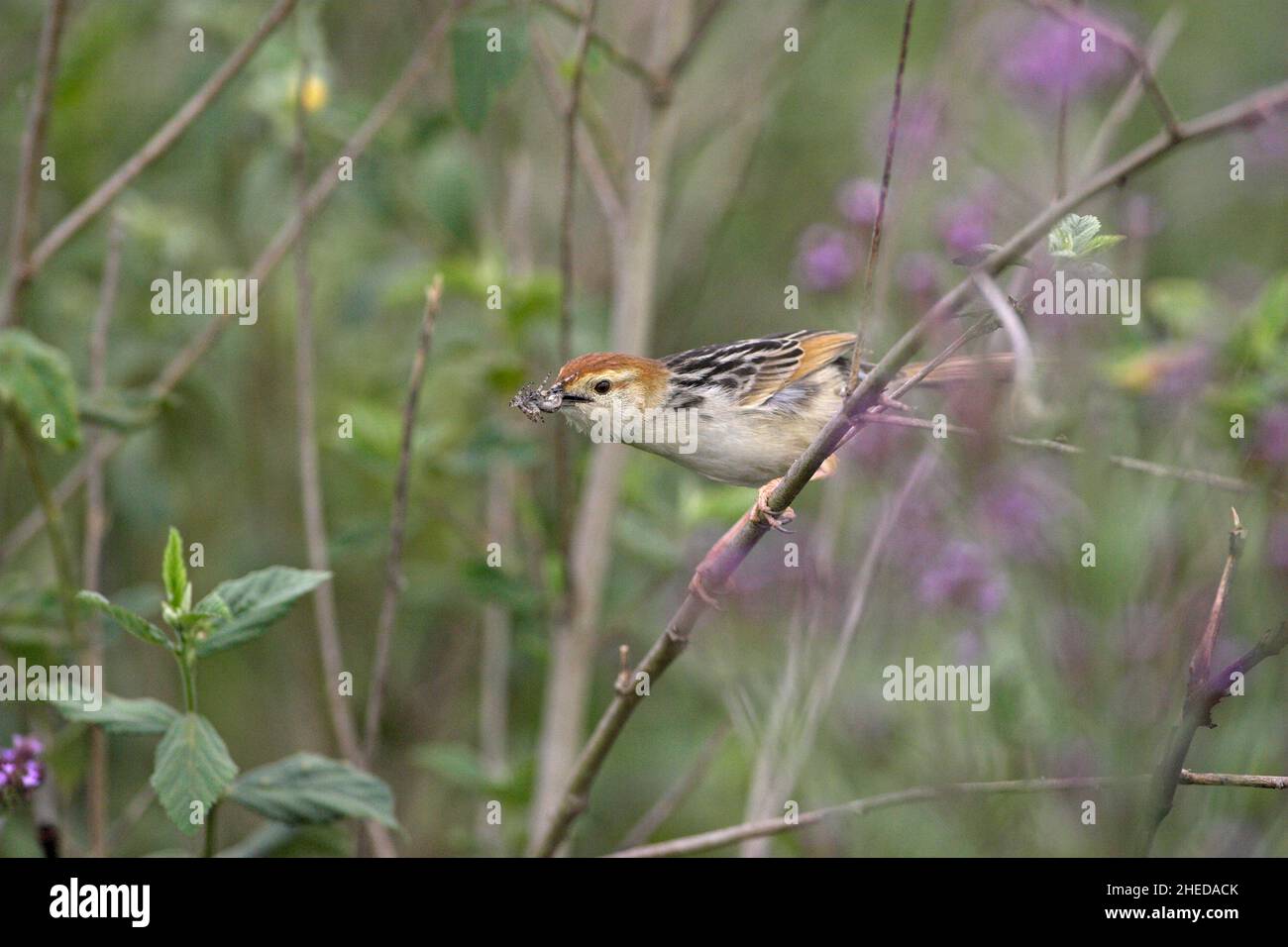 la cisticola di Levaillant la cisticola tinniens con cibo per il giovane Darvill Bird Sanctuary Sud Africa Foto Stock