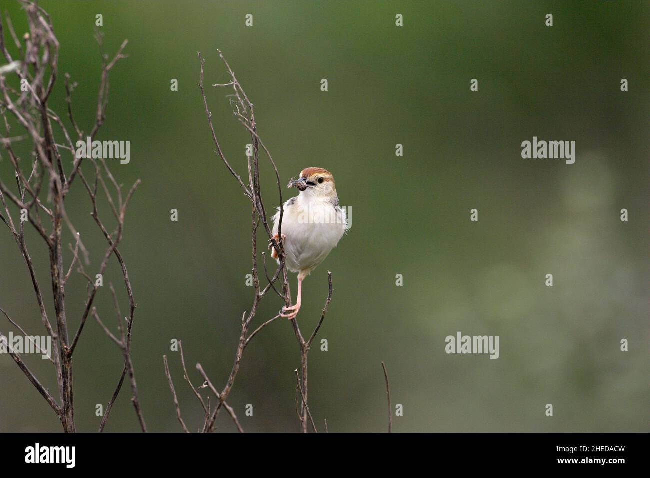 la cisticola di Levaillant la cisticola tinniens con cibo per il giovane Darvill Bird Sanctuary Sud Africa Foto Stock