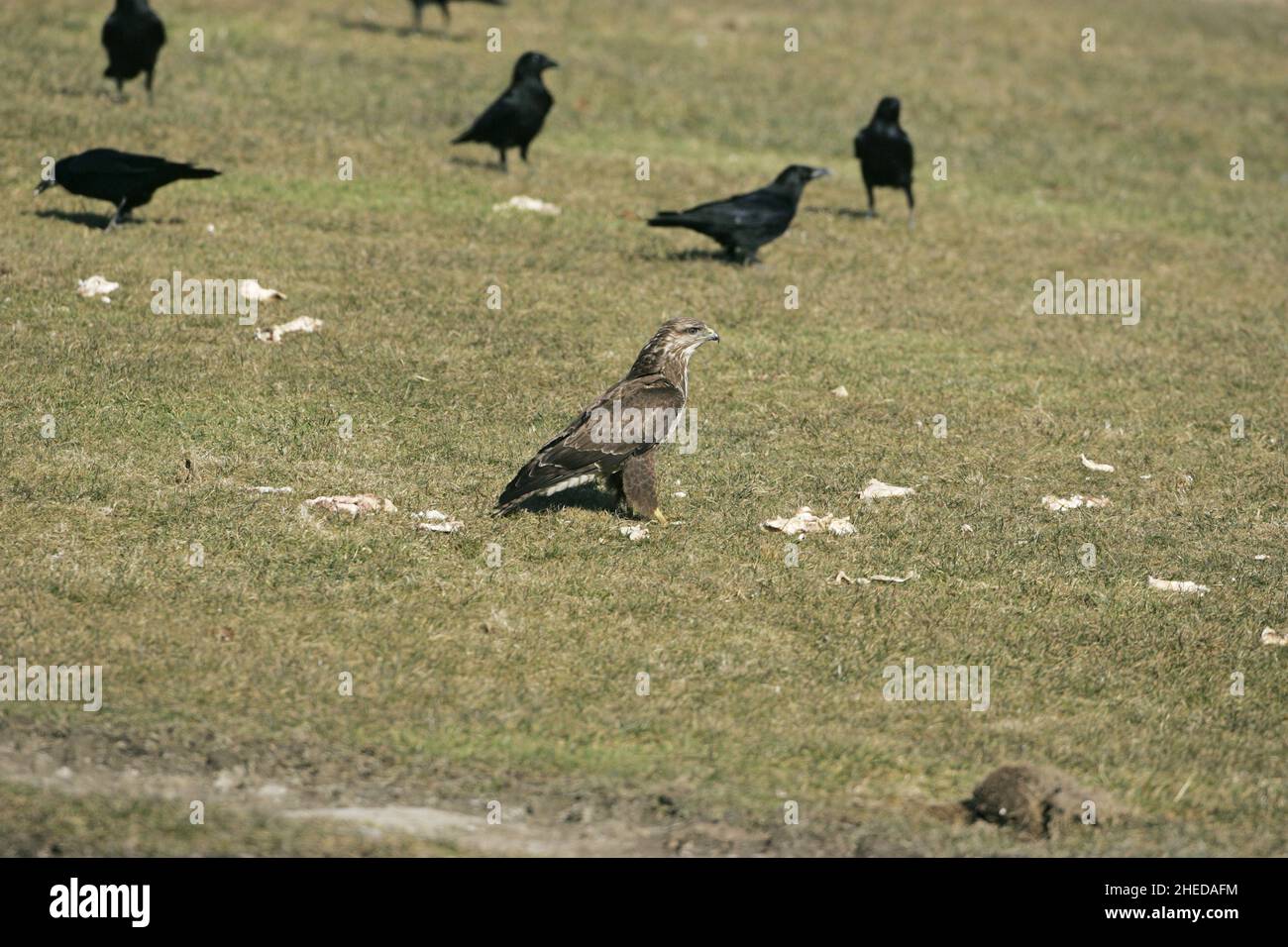 Buzzard Buteo buteo comune e Carrion Corvo Corvus corone di carne al Gigrin Farm Red Kite alimentazione stazione Rhayader Powys Wales Foto Stock