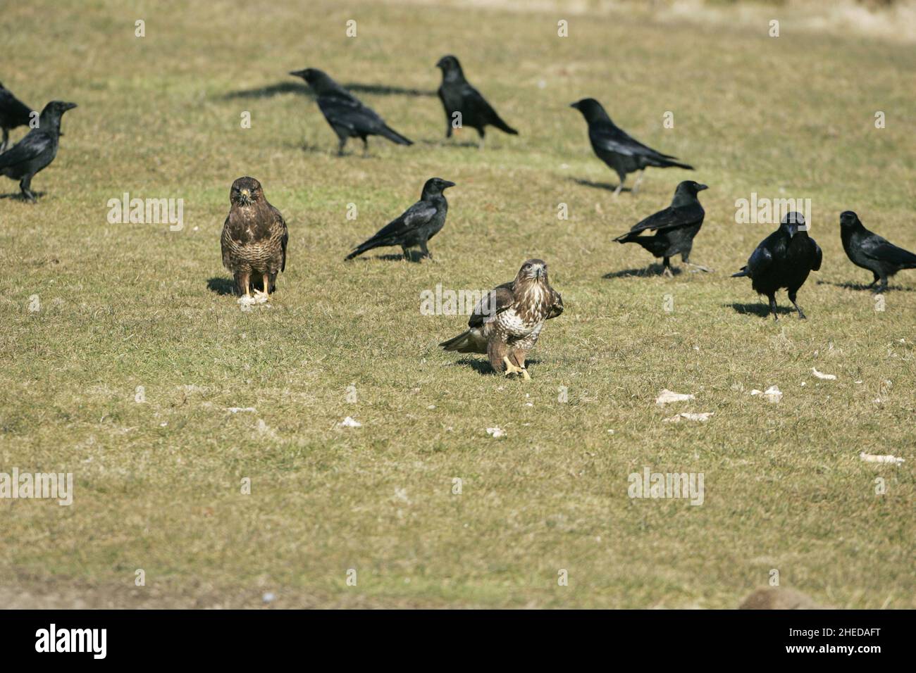 Buzzard Buteo buteo comune e Carrion Corvo Corvus corone di carne al Gigrin Farm Red Kite alimentazione stazione Rhayader Powys Wales Foto Stock