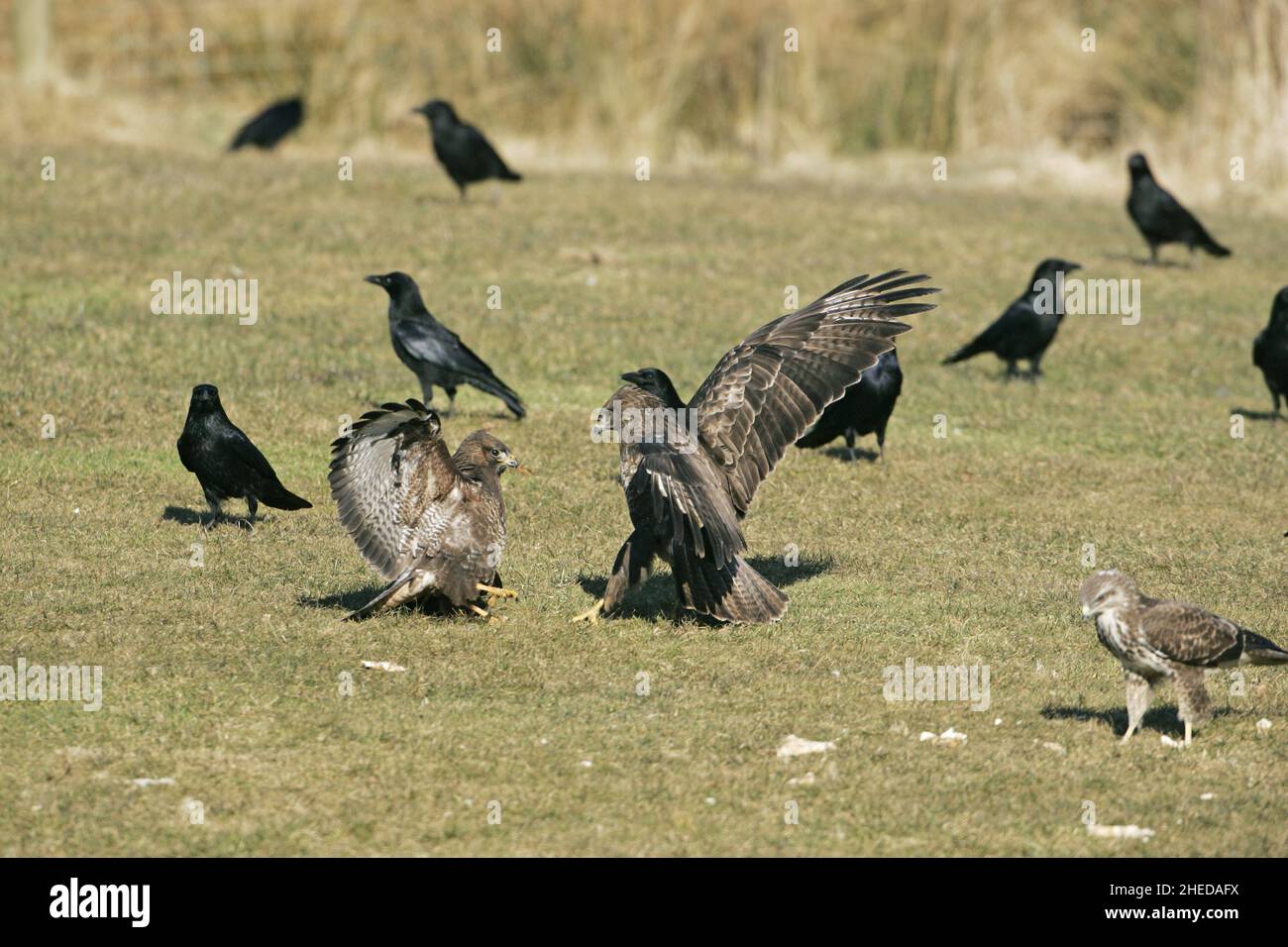 Buzzard Buteo buteo due sul terreno che lotta contro il cibo al Gigrin Farm Red Kite Feeding Station Rhayader Powys Wales Foto Stock