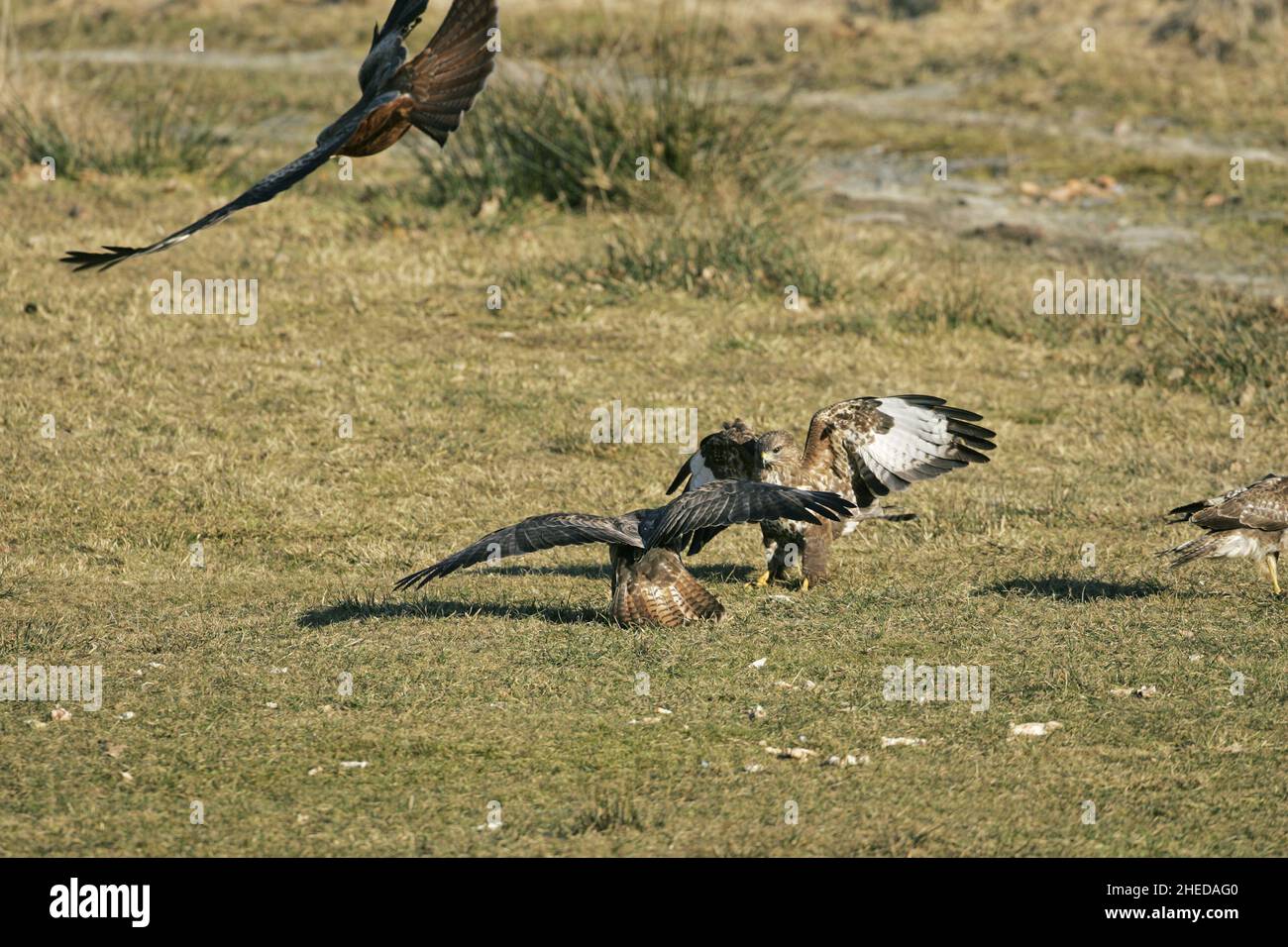 Buzzard Buteo buteo due sul terreno che lotta contro il cibo al Gigrin Farm Red Kite Feeding Station Rhayader Powys Wales Foto Stock
