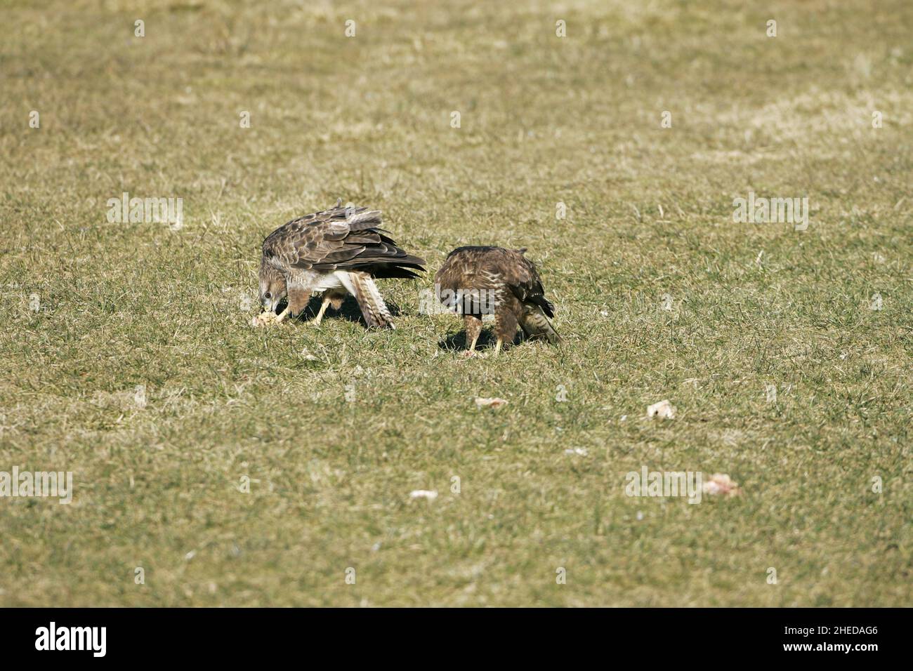 Buzzard Buteo due comune sul terreno con cibo al Gigrin Farm Red Kite alimentare stazione Rhayader Powys Wales Foto Stock