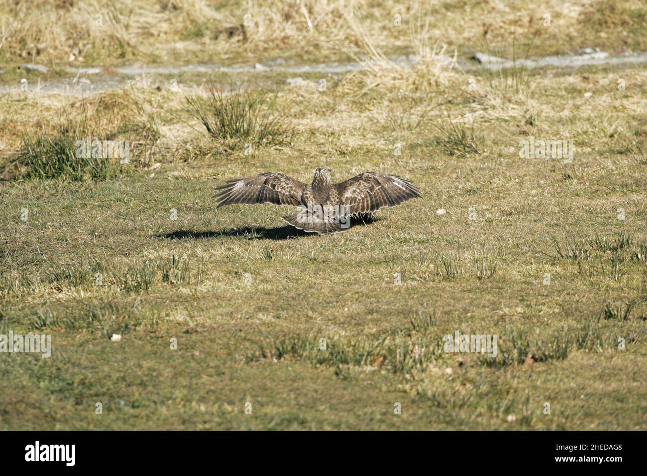 Buzzard Buteo buteo comune atterrando a terra a Gigrin Farm Kite alimentare stazione Rhayader Powys Wales Foto Stock